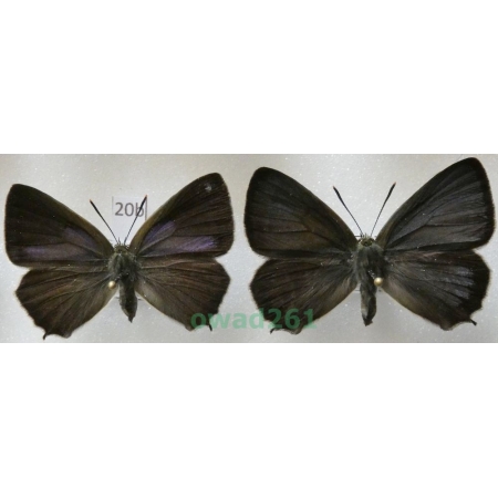 Favonius quercus (Linnaeus, 1758) pair Czech20b
